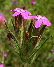 Deptford Pink - Dianthus armeria © Teresa Farino